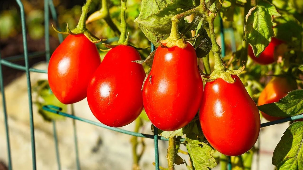 11 найкращих сортів томатів роми для вашого саду