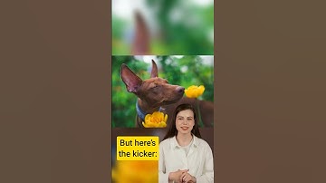 Thumbnail of Are Dogs Color Blind? Understanding Canine Color Perception
