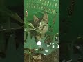 ESSE VIDEO TEM 50K DE VISUALIZAÇÃO
