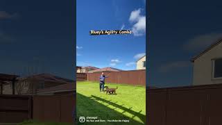 #agilitytraining #dog #fun #dogagility #dogtraining #blueytheaussie #bluey