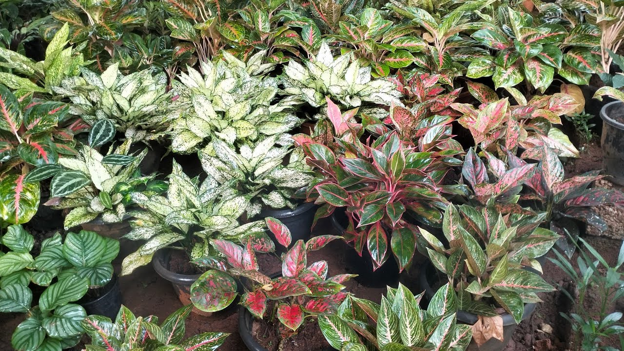 എല്ലാവരും ഉണ്ട് ഇന്ന് സെയിൽ 🌿9526409624🌿🌿