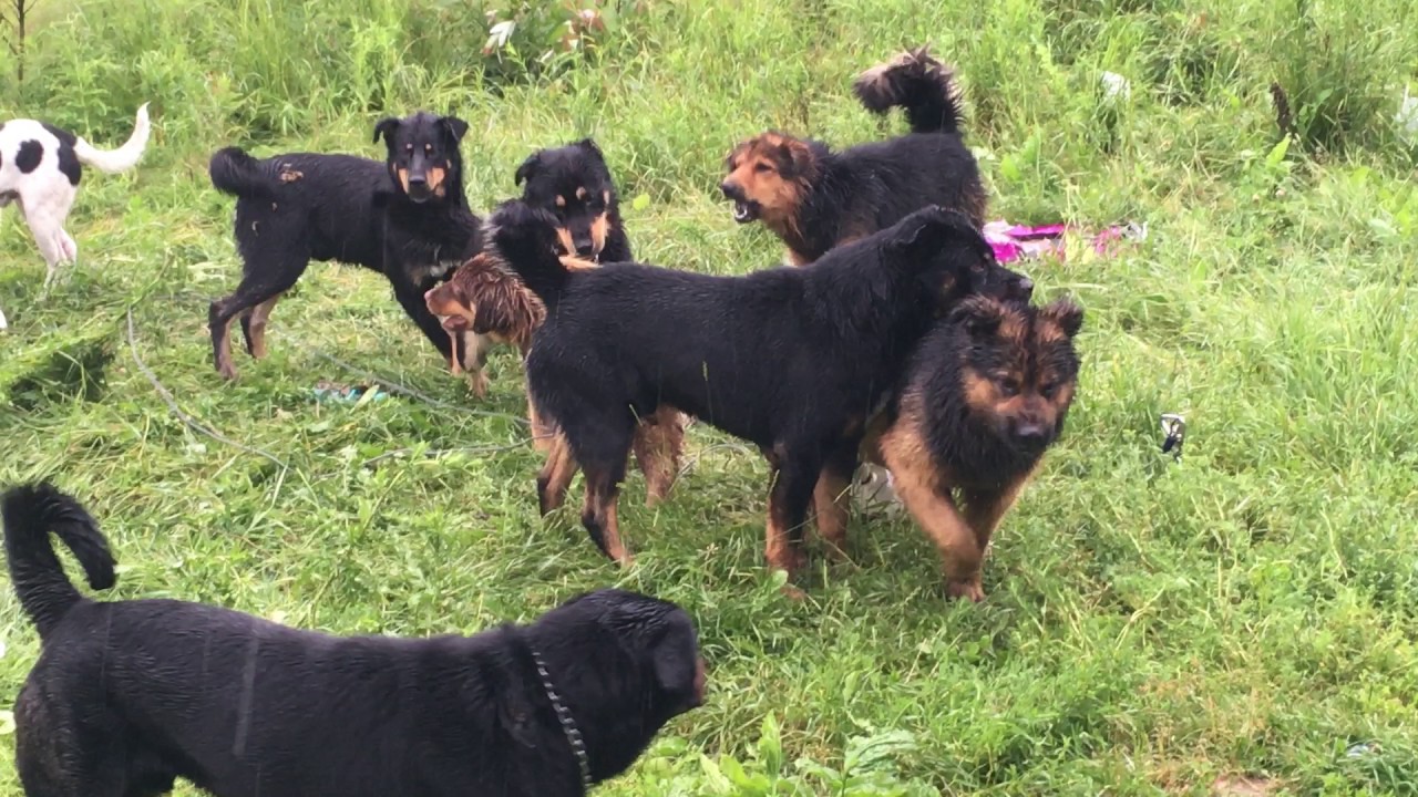 the-life-of-the-rez-dog-stuck-youtube