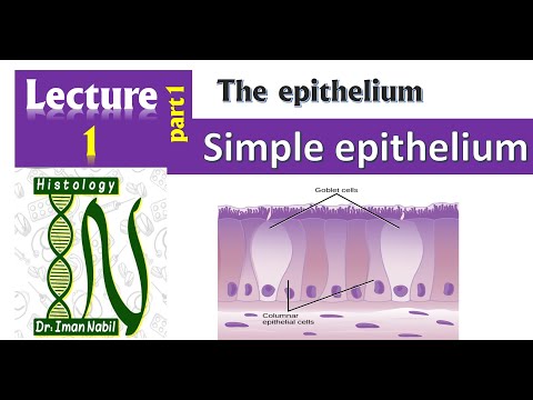 1a-Simple epithelium 2022-Foundation-First year