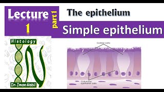 1a-Simple epithelium-Foundation-First year