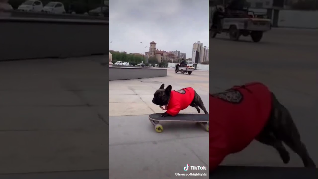 Der gangster hund YouTube