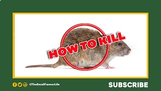 How To Make Sure You Kill All 'Rats'  Simple & Cheap