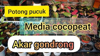 Hasil Potong Pucuk Full Cocopeat