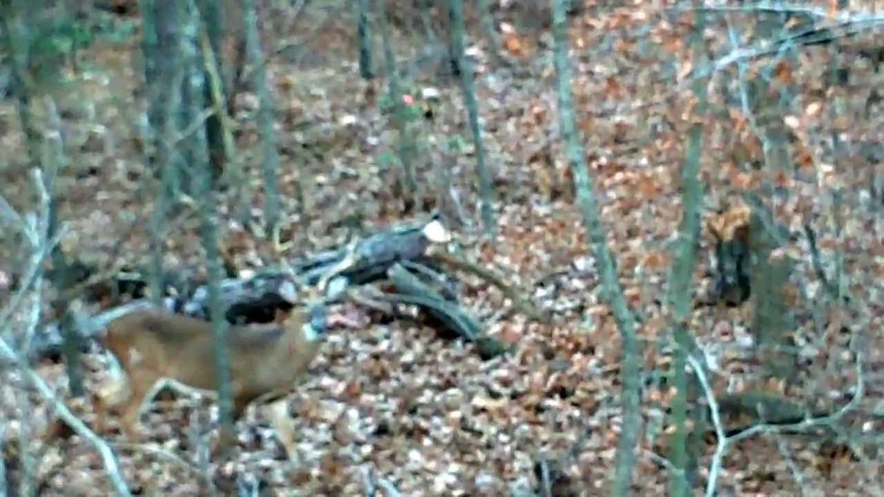 Hanover Virginia Deer Hunting 2013 YouTube