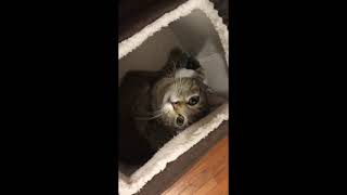 Cat Tent Cat Tent Sequel @crusaderssymphony