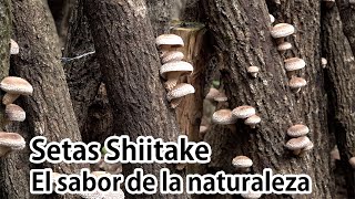 Setas Shiitake –El sabor de la naturaleza