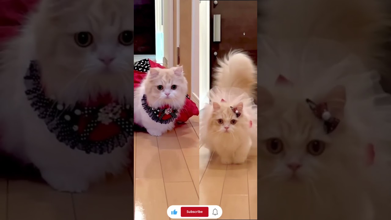 Red Cat vs White Cat vs Pink Cat 😹 🔴⚪🌸 #cat #catvideos #funny #shorts #kittytv