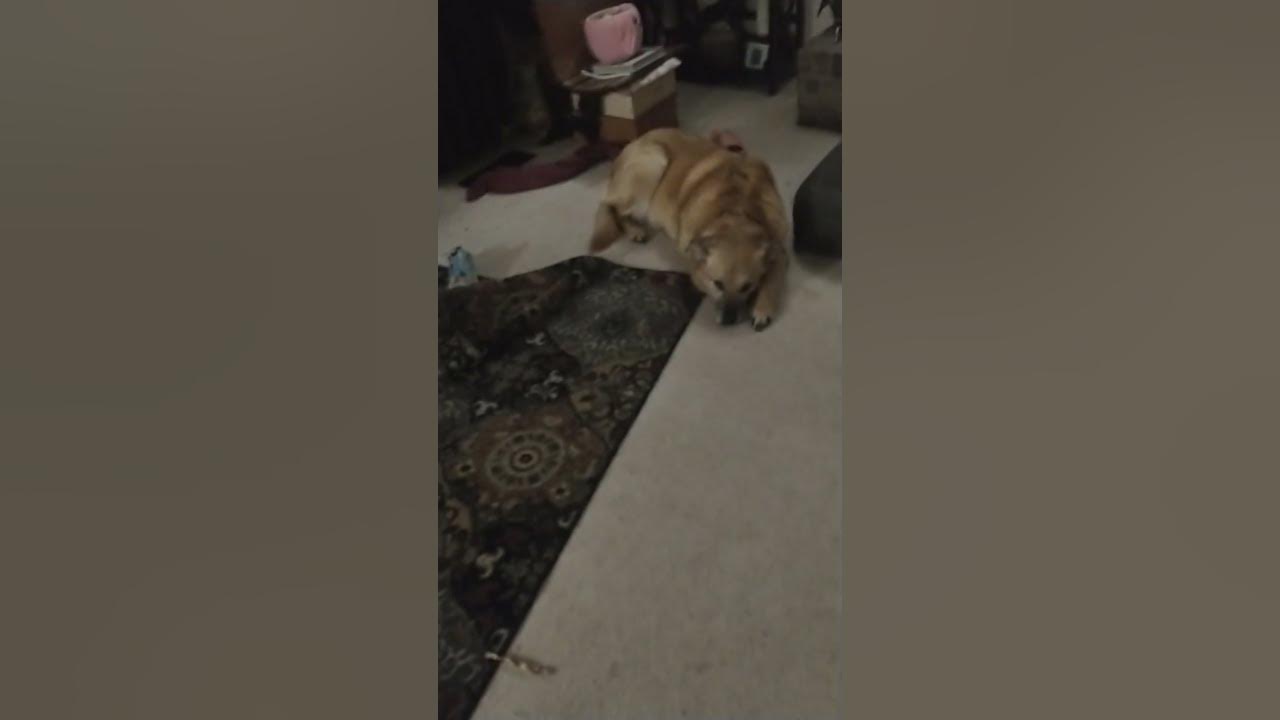 My Dog Laying on the floor about to fall asleep 😴 (June 6, 2023) YouTube