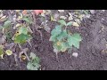 Как размножить смородину черенками в открытом грунте