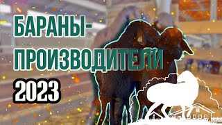 Дал дамам по барану: случный сезон 2023 г.