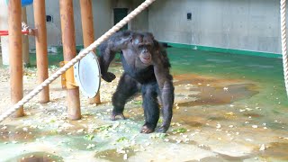 Rampage alpha male Kyaro 15 years old　Asahiyama Zoo　Chimpanzee　202306