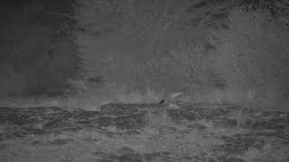 Rare Springhare Sighting | Ranger Insights