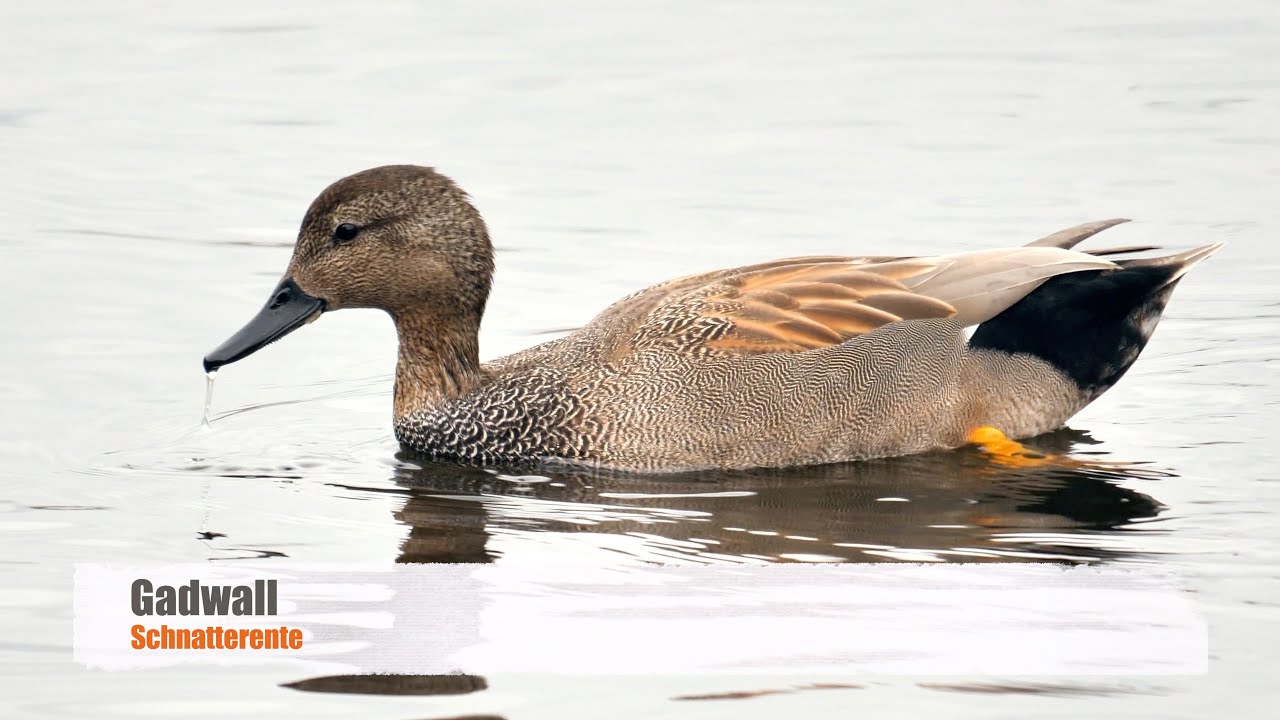 Gadwall (Mareca strepera, formerly Anas strepera ♂)