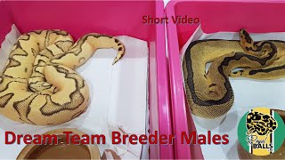 Full Breeding Ball Pythons; Video Short - Two Powerhouse Males Update