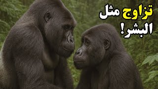 تزاوج الغوريلا: هل تصدق أن الغوريلا تتزاوج مثل البشر؟ 🦍🔥 screenshot 3