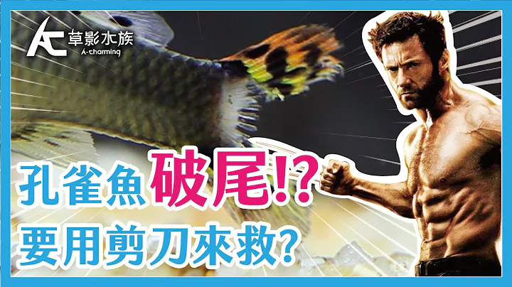 苦练六年的剪尾神技！教你如何拯救破尾的孔雀鱼！｜AC草影水族 - 天天要闻