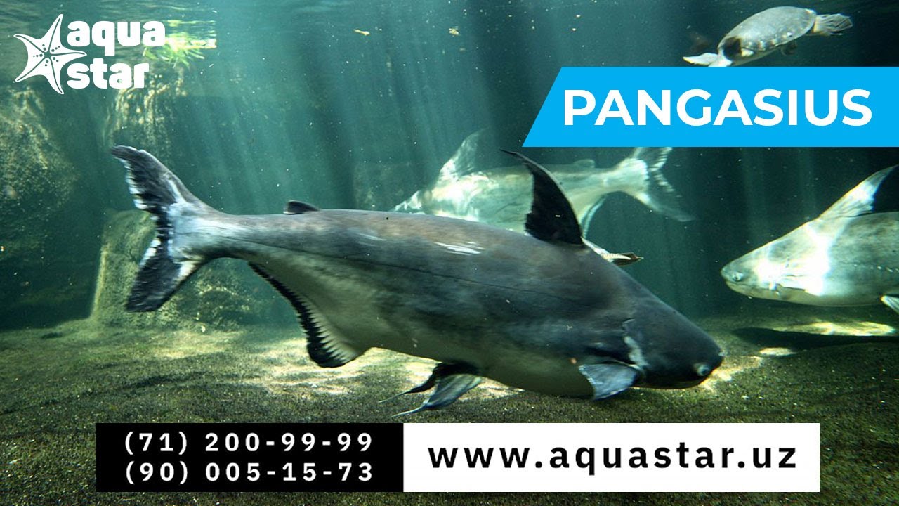 Хищный пангасиус Акула