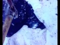 Наша парафинистая нефть