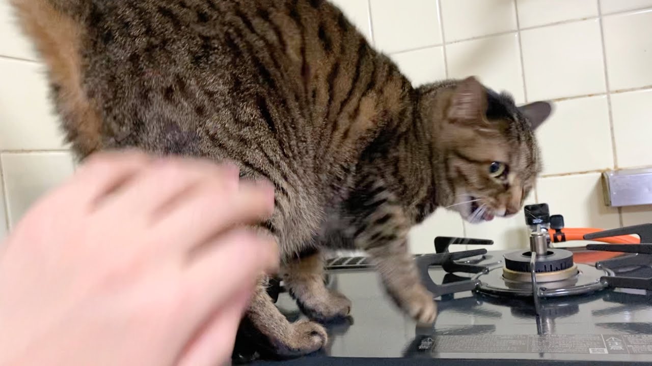 A cat who apologizes in perfect language when I scold him for