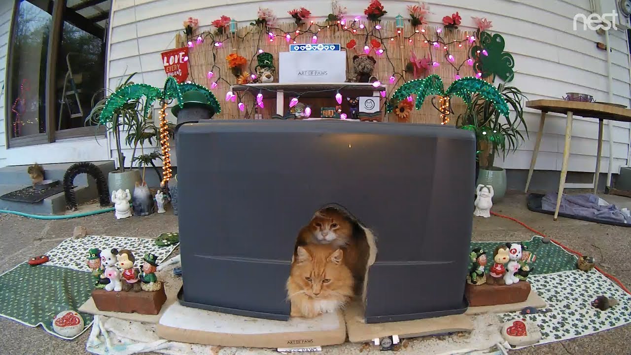cat condo 2 mod apk M3FC 0589 How the gingees react to High-Speed squirrel chase
