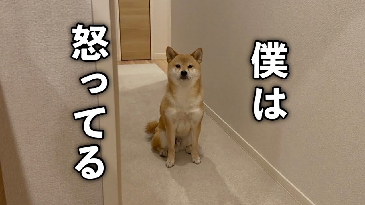 静かにキレて、遠くから訴えてくる柴犬