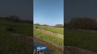 Дно Каховського водосховища. Усе позаростало травою. #shorts