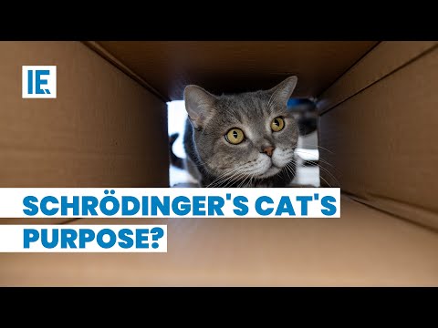 What does Schrödinger&rsquo;s Cat explain to us?