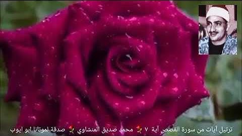 وأوحينآ إلى أم موسى أن أرضعيه فإذا خفت عليه فألقيه في اليم _ سورة القصص آية { ٧ } المنشاوي