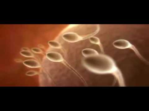Un Spermatozoide Tres Romantique Spermatozoide Youtube