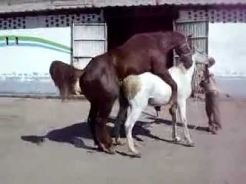Atların çiftleşmesi