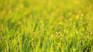 Grass Video Background. Seamless Loop screenshot 3