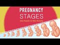 Having a Baby: Stages of Pregnancy