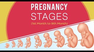 Having a Baby: Stages of Pregnancy