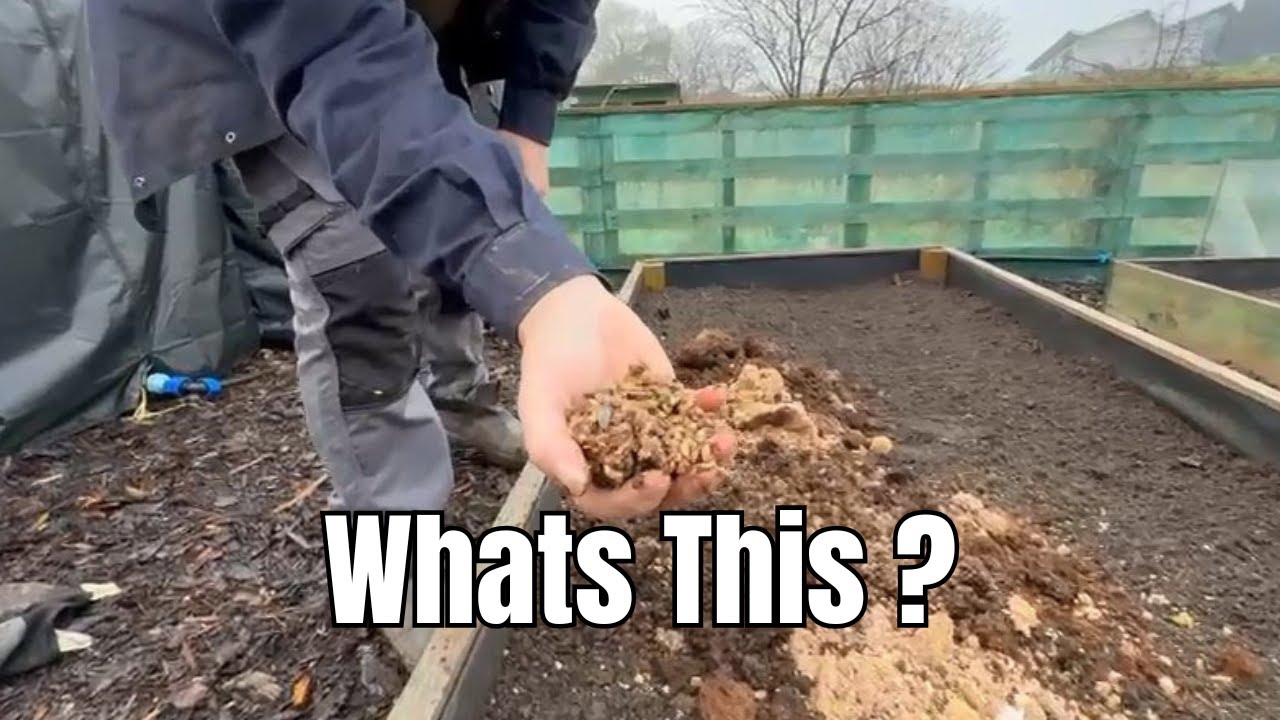 How to Prepare Allotment Beds with Mushroom Compost & No-Dig Cardboard ...