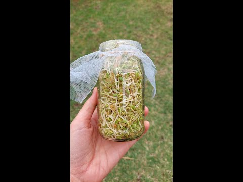 Video: ¿El moong germinado tiene más proteína?