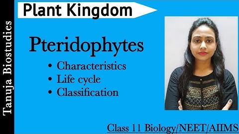 Plant Kingdom - Pteridophytes | General Characteristics and Life cycle Class 11 Biology/NEET/AIIMS