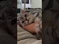 【猫動画】猫のせいで会社に遅刻したら許されますか？笑#shorts
