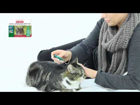 Video: Orange Tabby-Katzen-Verhalten