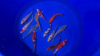 Yagenji Japanese Tosai Koi Mix 18-20 cm - www.carpco.co.uk -Largest range of Pond Fish and Koi in UK