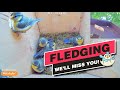 Fledging of the Blue Tits - Recke, Germany - June 11, 2021