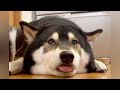 【新常識】柴犬もエコな時代になりました！