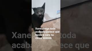 essa xane não tem jeito #gateiraporamor #gatos #cat #petsfofinhos #vidadegato