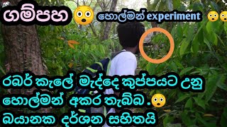 ගම්පහ තියෙන  කව්රුත් අදටත්  නොයන. හොල්මන් ඉන්න රබර් කැලෑවේ   experiment  එක.  වරදී