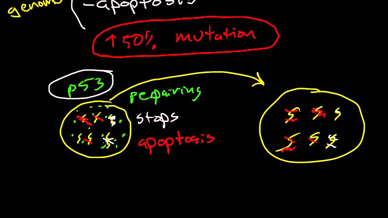 tumor suppressor genes