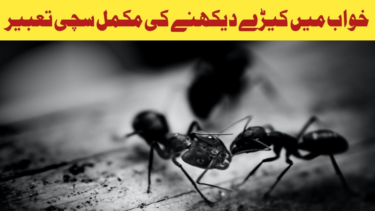 Keeray Khwab Mein keeray Dekhn | Khwab Mein Keeray Makoray Dekhna | khwab Mein ...