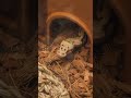 #snake #viral #reptiles